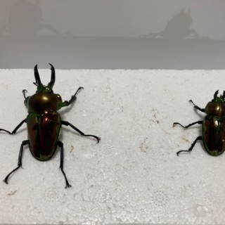 ニジイロクワガタ❹