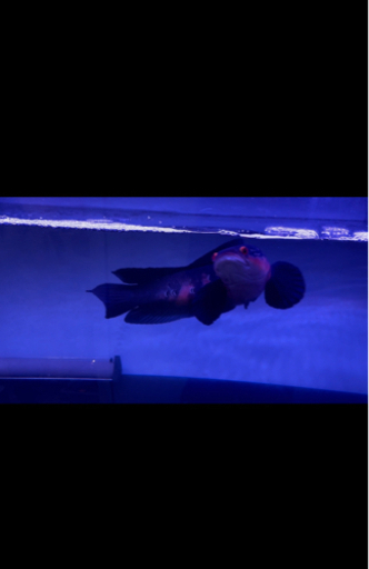 チャンナメラノプテルス