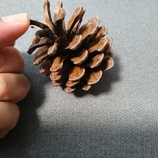 大きめ  松ぼっくり  の画像