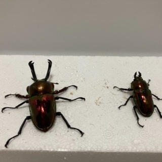 ニジイロクワガタ⓷