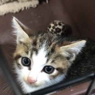 小さなキジシロ子猫