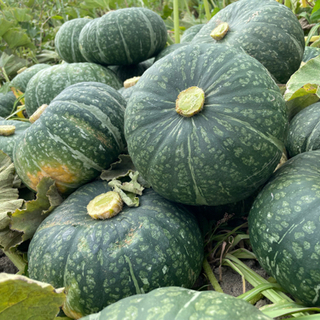 野菜の収穫や除草のお仕事　札幌近郊送迎ありの画像