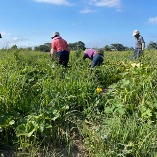 野菜の収穫や除草のお仕事　札幌近郊送迎あり