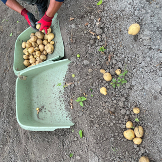 野菜の収穫や除草のお仕事　札幌近郊送迎ありの画像