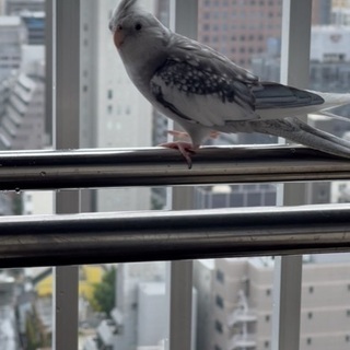 オカメインコ白黒混合色