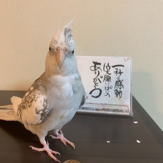 オカメインコ白黒混合色 - 手伝って/助けて