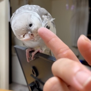 オカメインコ白黒混合色 − 大阪府