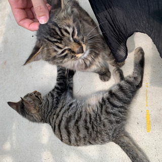 ご相談中【お問い合わせありがとうございます…!】人懐こい仲良し子猫の兄弟 - 日進市