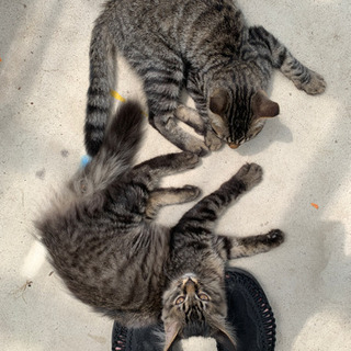 ご相談中【お問い合わせありがとうございます…!】人懐こい仲良し子猫の兄弟 − 愛知県