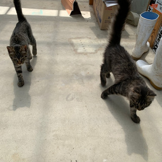 ご相談中【お問い合わせありがとうございます…!】人懐こい仲良し子猫の兄弟 - 里親募集