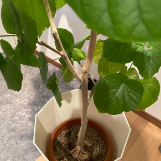 観葉植物 中型 インテリアの画像