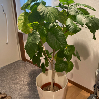 観葉植物 中型 インテリアの画像