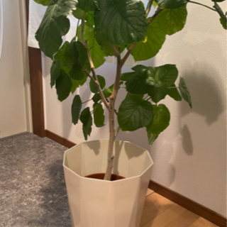 観葉植物 中型 インテリア