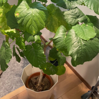 観葉植物 中型 インテリアの画像