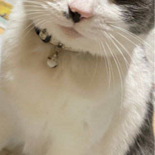 迷子猫を見かけたら教えて下さい。