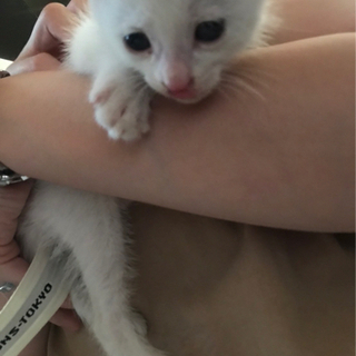 保護猫　