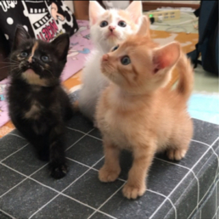 🍀*゜里親さん募集🍀とってもかわいい3きょうだい🍀とんすけ里親様...