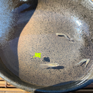 グリーンメダカ【今年生まれ】1匹〜の画像