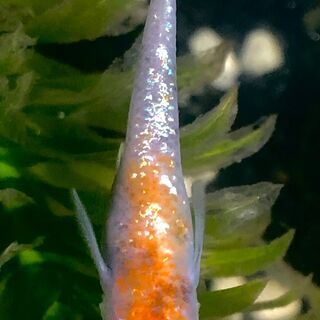 川戸様ご師匠作出　極上紅花魁　有精卵20個+α　体外光、赤や墨な...