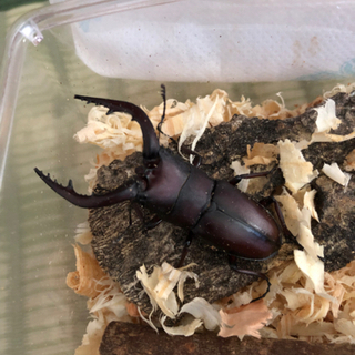 クワガタ、カブトセットの画像