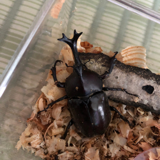 クワガタ、カブトセットの画像