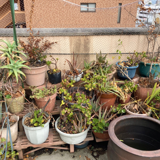 大量募集‼️物々交換OK★植木鉢　アロエ他　鉢のみや苗？のみなど