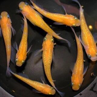 王華めだか　１４匹　朱砂系統　メダカ