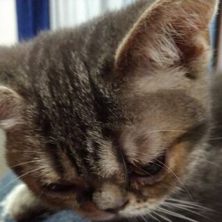 キャットショー用のアメショー4歳（メス）の里親さん急募！