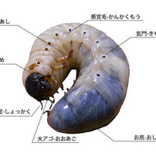 カブトムシ幼虫✨来年用に‼️
