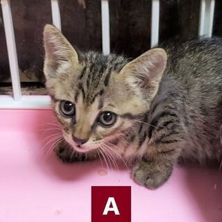 キジトラの仔猫･･･大集合