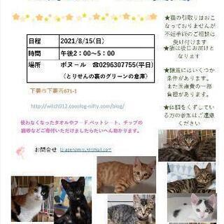 保護猫譲渡会　ボヌール　8/15