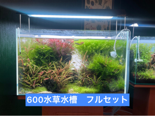 60cm水槽　フルセット　引き取りのみ
