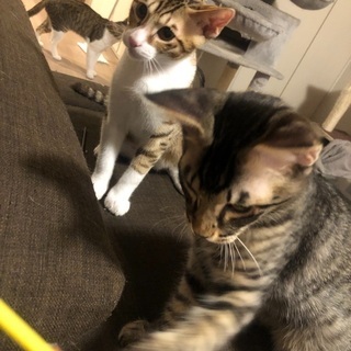 子猫♂の引き取り先を探しています。