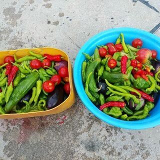 【無料】第28弾 画像左の野菜 ゴーヤ オクラ ナス トマト　