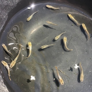 琥珀メダカ稚魚