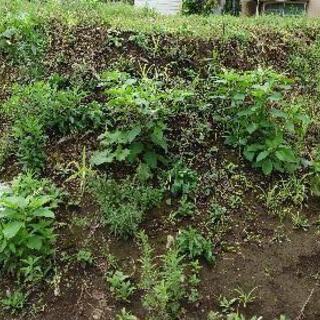 残土差し上げます。の画像