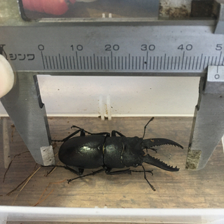 8/10自然採取ノコギリクワガタオス
