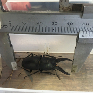 8/10自然採取ノコギリクワガタオスの画像