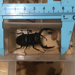 8/10自然採取ノコギリクワガタオスの画像