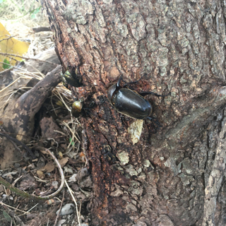 8/10自然採取ノコギリクワガタオスの画像