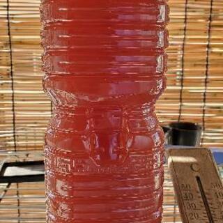 自家製PSBです。 2L【在庫あり】