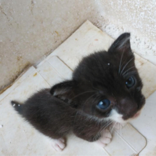 至急！仔猫の里親募集