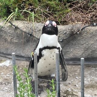 【ビジネス不可】8/25(木)13:30「ペンギンカフェ会」天空...