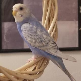 袖ヶ浦で迷子になった水色のインコを探しています