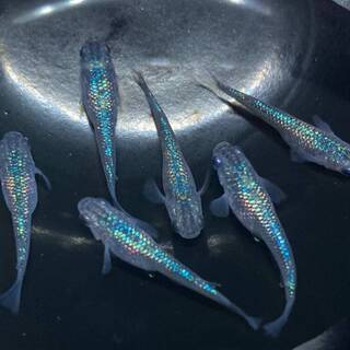 黒ラメ幹之サファイア系　サファイアメダカの画像