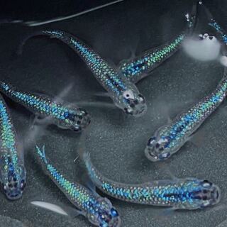 黒ラメ幹之サファイア系　サファイアメダカの画像