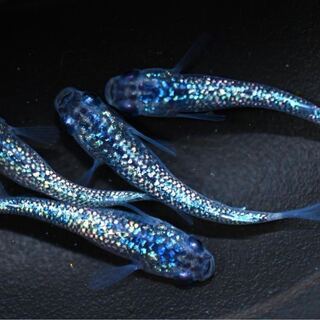 黒ラメ幹之サファイア系　サファイアメダカの画像