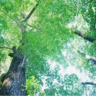 造園業　職人募集！(日給10,000円〜17,000円)