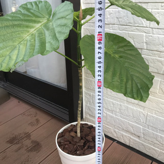 ウンベラータ★観葉植物の画像