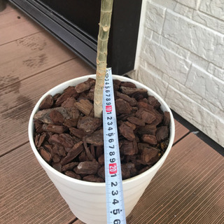 ウンベラータ★観葉植物の画像